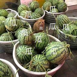 吃瓜娱乐图片头像大全