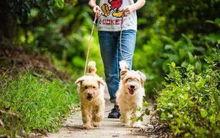 娱乐吃瓜酱遛狗,揭秘明星宠物日常